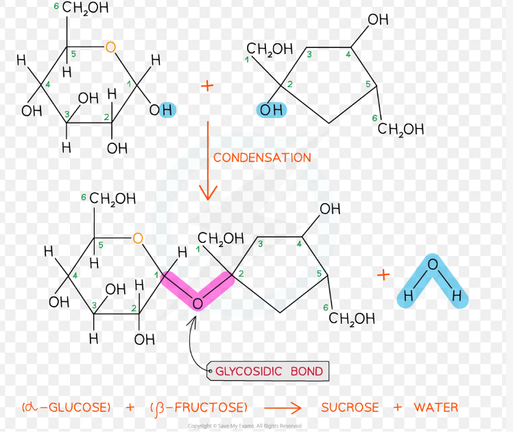 <p>linked by a 1,2 glycosidic bond </p>