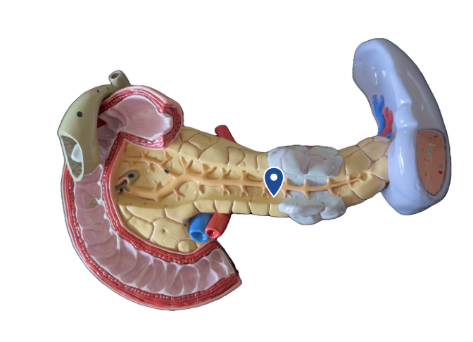 <p>Name this duct.</p>