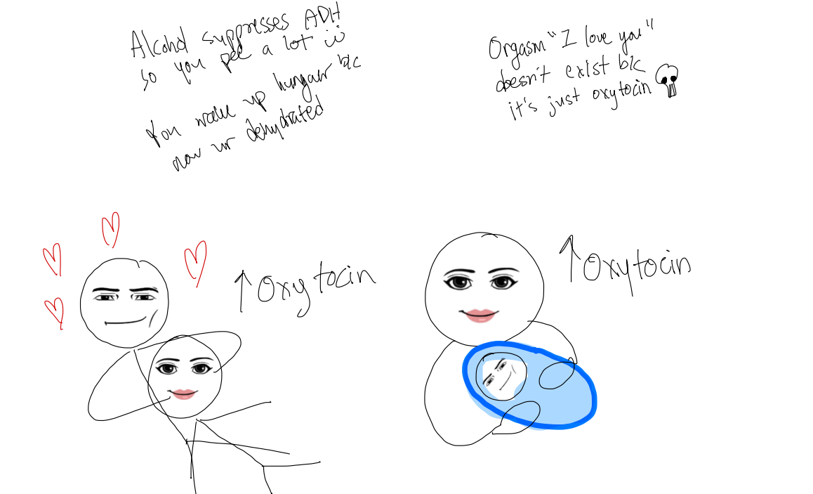 <p>Alexis wakes up hungover from a party, why is she hungover in terms of hydration?</p>