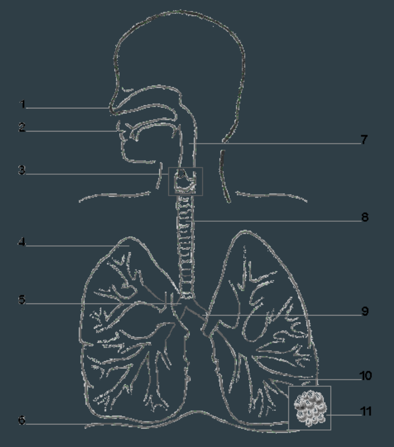 <p>What part is labeled 6?</p>