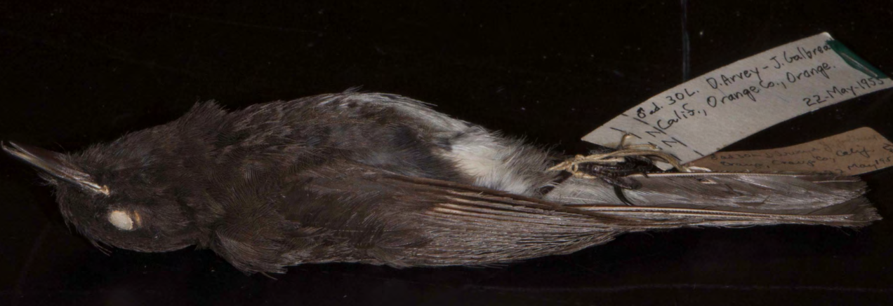 <p>Tyrannidae (tyrant flycatchers)</p>