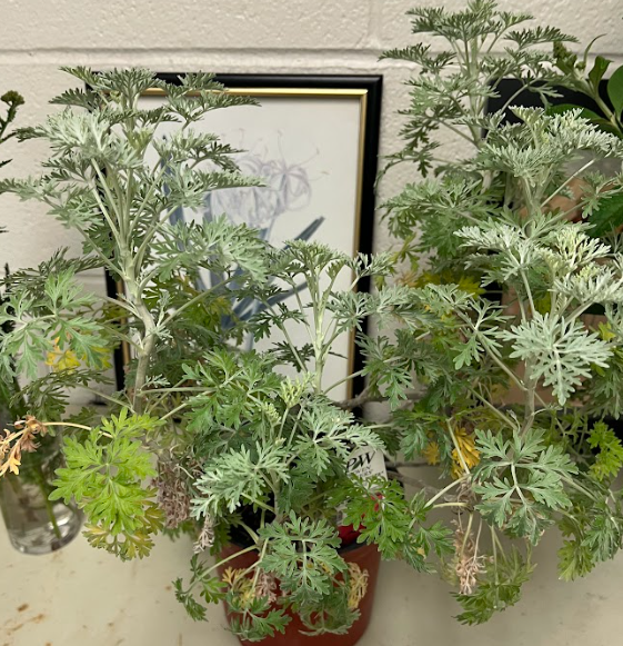 <ul><li><p>comes from England</p></li><li><p>very herbaceous stems</p><ul><li><p>silver stems</p></li><li><p>stem turns woody</p></li></ul></li><li><p>distinct smell</p></li></ul><p></p>