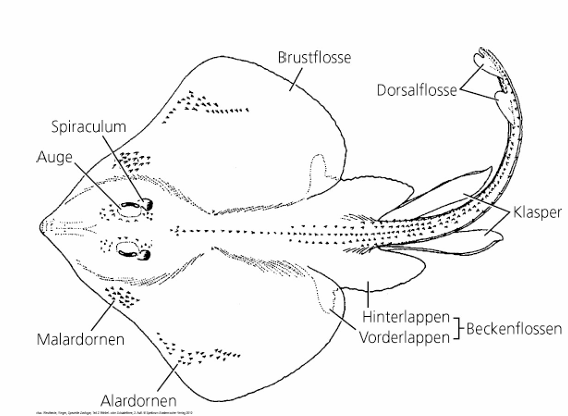 <p></p><ul><li><p>Selachii, Haie: klein (Zwerg-Laternenhai 15-20m) bis groß (Walhai bis 15m), Megalodon (14-20m, lebte im Tertiär bis 2,6Mia Jahre vor heute, Klimawandelbedingtes Aussterben seiner Beute -> über Zahnfunde bekannt) --> gefangen für Fleisch, Flossen, Leberöle, Knorpelextrakt</p></li><li><p>Batoidea, Rochen: Körper abgeflacht, stark vergrößerte Brustflosse, Bewegung durch Undulieren der Brustflosse oder flügelartiges schlagen, Kiemenspalten auf Unterseite, Wasser durch Spritzloch eingesaugt, nach dorsal verlagert, Ernährung hauptsächlich Bodentiere, selten Plankton</p><ul><li><p>Echte Rochen: große Ordnung, häufig Nordsee (Nagelrochen)</p></li><li><p>Stechrochen: oft langer Giftstachel, vielfältig (Mantarochen auch)</p></li><li><p>Zitterrochen: setzen elektrische Stromschläge für Orientierung, Verteidigung und Beutefang ein</p></li><li><p>Geigen- und Gitarrenrochen: haiartige Rochen</p></li></ul></li></ul><p></p>