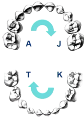 <p>- alphabetic</p><p>- A-J (starting at maxillary right)</p><p>- K-T (starting at mandibular left)</p><p>- E and F, O and P are central incisors</p>
