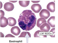 <p>Type of leukocyte, cytoplasm contains prominent granules that stain reddish, nucleus is bilobed, phagocytize allergens, destroys parasitic worms</p>