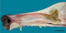 <p>olfactory epithelium</p>