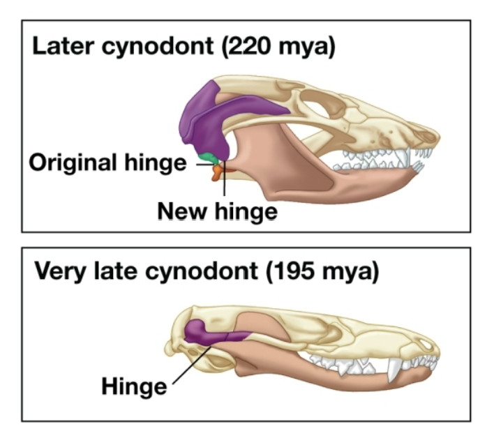 <p>Very late cynodonts (195 mya)</p>