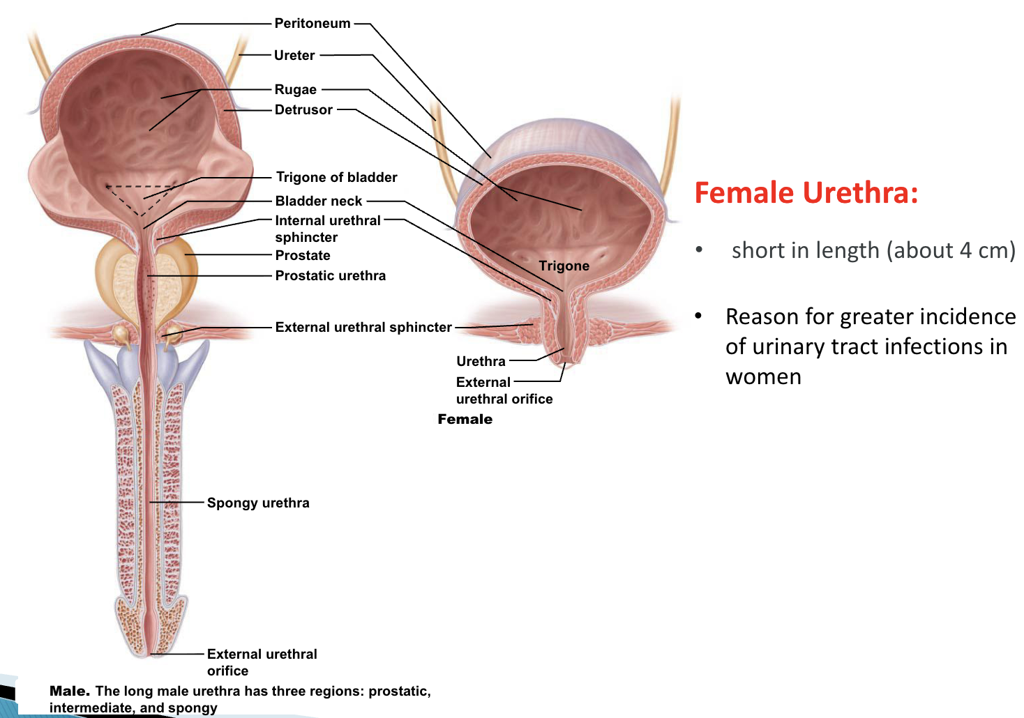 <p><strong>Male</strong> <strong>urethra</strong> passes through the <strong>prostate</strong> <strong>gland</strong> and it also serves as a <strong>duct</strong> for <strong>semen</strong></p><p><strong>Female</strong> <strong>urethra</strong> is <strong>short</strong> in <strong>length</strong> (<strong>4</strong> <strong>cm</strong>) and is the reason for more <strong>common</strong> <strong>urinary</strong> <strong>tract</strong> <strong>infections</strong></p>