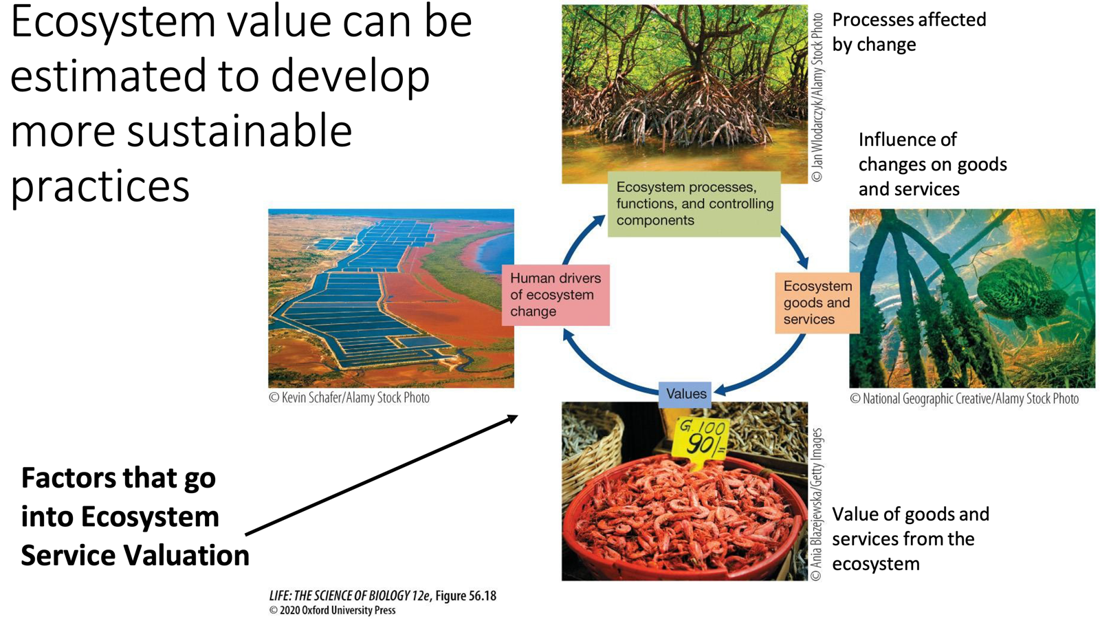 <ul><li><p><span>Think about what goes into estimating an ecosystem and evaluating what is worth saving or what is not worth saving. </span></p><ul><li><p>Value of goods and services provided</p></li><li><p>Influence of changes on those goods and services</p></li></ul></li><li><p><span>What are we as humans doing to change the ecosystem, and how is it changing the entirety of the ecosystem as a whole?</span></p><ul><li><p><span>Apple Orchard has AI servers built next door, </span></p><ul><li><p><span>Draws a lot of water to cool down the servers, which slows/limits/impacts the growth of the apples</span></p><ul><li><p><span>Apples, which are needed for the growth and development of these primary producers, </span></p></li></ul></li><li><p><span>Fewer apples would likely&nbsp;grow from the trees and in turn raise the price of them.</span></p></li></ul></li></ul></li></ul><p></p>