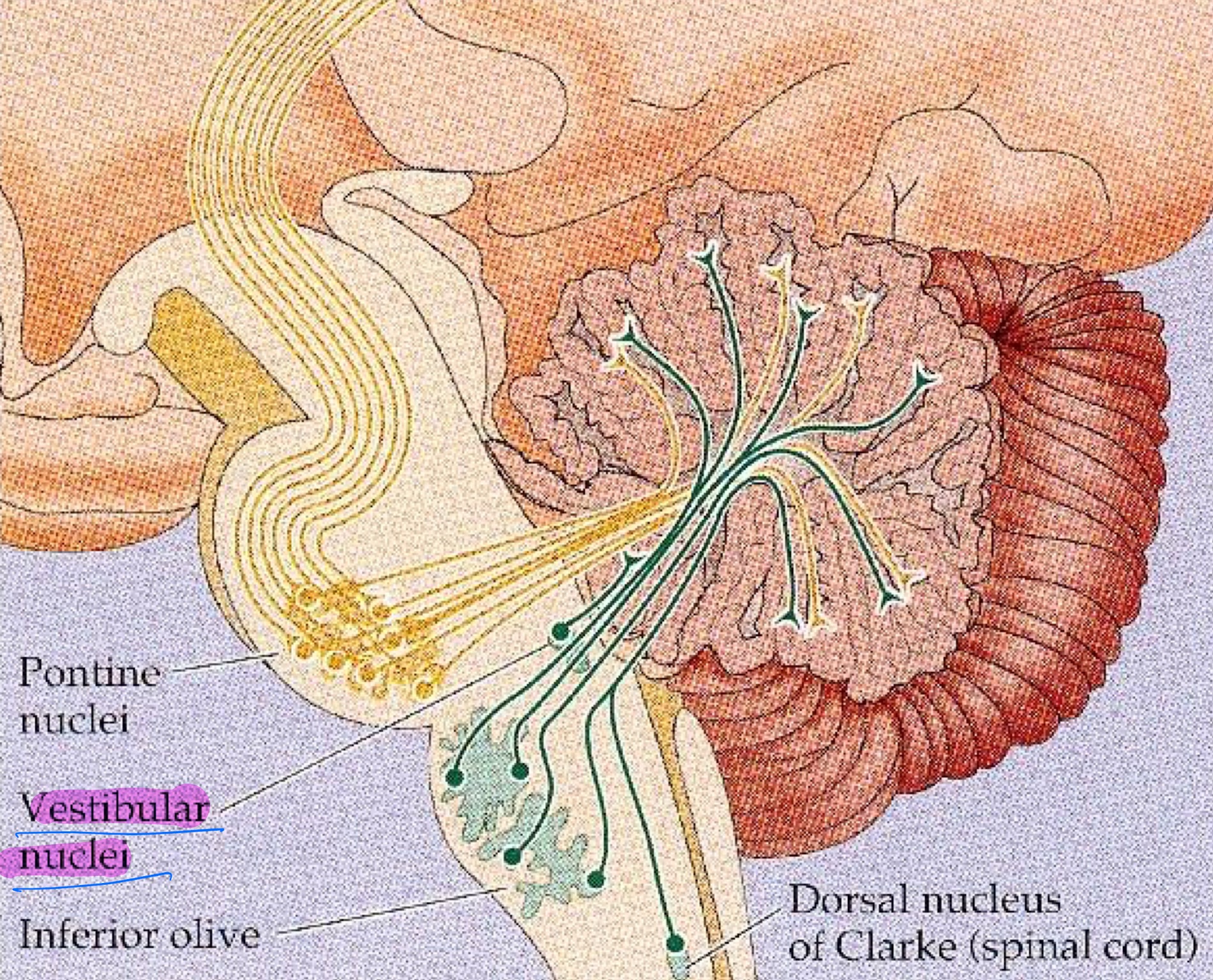 <p>2 connections carrying vestibular input into the cerebellum:</p><ol><li><p>Primary vestibular sensory neurons (hair cells in otoliths)</p></li><li><p>Vestibular nuclei (Second order sensory neurons)</p></li></ol><p></p><ul><li><p>Both vestibular PSN and 2SN have DIRECT projections into the cerebellum via <strong>juxtaresitform body </strong>(a subsection of inferior cerebellar peduncle)</p></li></ul><p></p>
