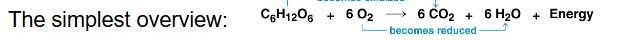 <ul><li><p>the controlled release of energy from organic compounds to produce ATP</p></li><li><p>conversion of glucose to ATP is due to 4 main steps:</p><ol><li><p>glycolysis</p></li><li><p>pyruvate oxidation</p></li><li><p>citric acid cycle (or Krebs cycle)</p></li><li><p>oxidative phosphorylation</p></li></ol></li><li><p>the simplest overview: C<sub>6</sub>H<sub>12</sub>O<sub>6</sub> + 6O<sub>2</sub> → 6CO<sub>2</sub> + 6 H<sub>2</sub>O + Energy</p></li></ul><p></p>