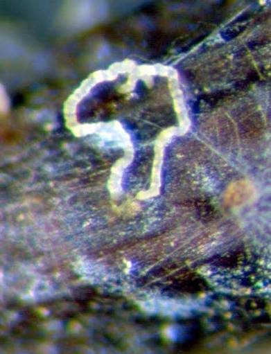 <p>a ribbonlike column of spores extruded from the ostioles of pycnidia or perithecia</p>
