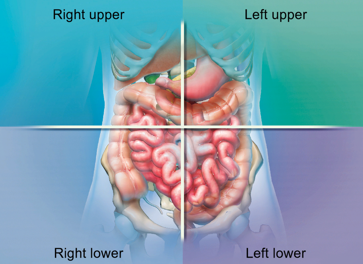 <p>right lower</p>