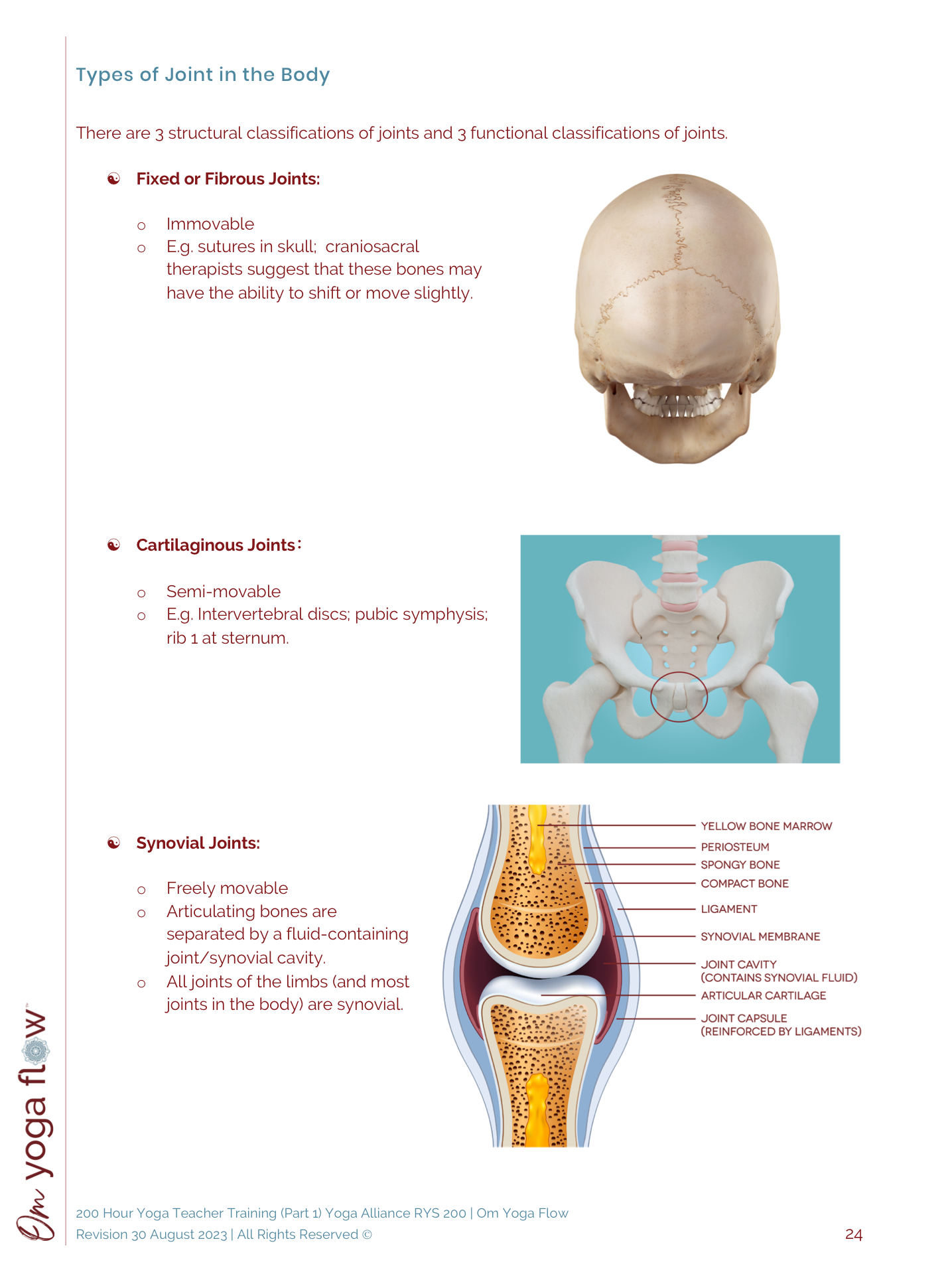 <p>There are 3 classifications</p><p></p><ol><li><p><strong>Fixed joints</strong> (<em>fibrous</em>)</p></li><li><p><strong>Semi-moveable joints</strong> (<em>cartilaginous</em>)</p></li><li><p><strong>Freely movable joints </strong>(<em>synovial</em>)</p></li></ol><p></p><p><strong>functional</strong> <strong>classification</strong></p><p><em>structural classification</em></p><p></p><p>Yoga - most interested in the synovial joints. :)</p><p></p>