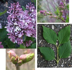 <p>'Miss Kim' Lilac</p>