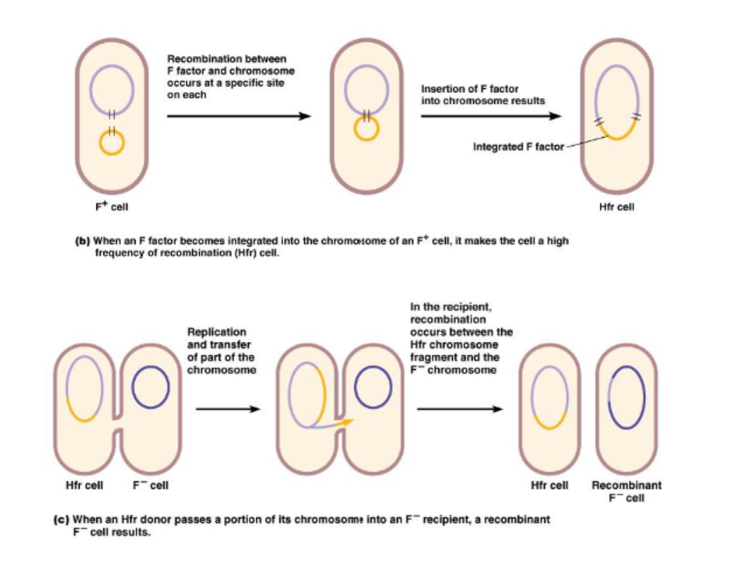 <p>Occurs when the F factor (plasmid) becomes integrated into the chromosome</p>
