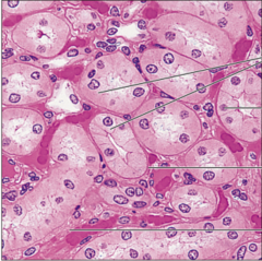 <p>name the tissue: single layer of cube-like cells with large spherical nuclei</p>