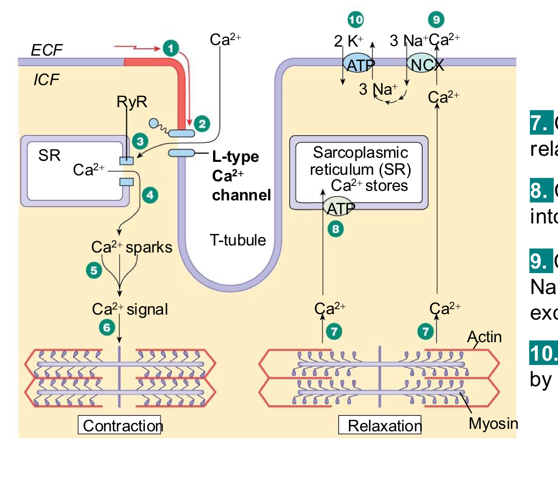 <p>1. AP propagates via gap junction VGCCs (L-type)open. Ca2+ enters for plateau phase.</p><p>3. Ca2+ gates RyR and induces Ca2+ release</p><p>4. Ca2+ release from SR causes spark</p><p>5. Summed Ca2+ sparks create a Ca2+ signal.</p><p>6. Ca2+ binds troponin… initiates contraction</p><p> 7. Ca2+ unbinds troponin, relaxation occurs</p><p>8. Ca2+ pumped back into the SR for storage.</p><p>9. Ca2+ is exchanged with Na+ by the NCX (Ca2+ Na+ exchange) antiporter.</p><p>10. Na+ gradient maintained by the Na+ -K+ -ATPase</p>