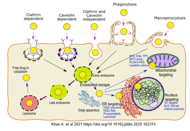 <p><strong>What is clathrin</strong><span style="font-family: "Cambria Math";"><strong>‑</strong></span><strong>mediated endocytosis? </strong></p>