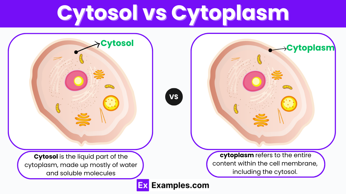 <p>the gel-like, water-based fluid within cells—surrounding organelles</p><ul><li><p>cytoskeleton is here to keep organelles in place</p></li></ul><p></p>