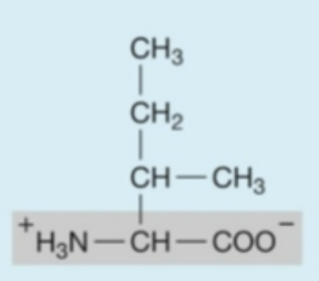 <p><strong>Hydrophobic</strong> (<strong>nonpolar</strong>) amino acids</p>