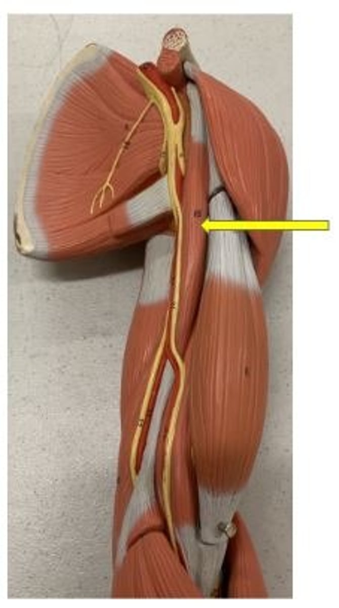 <p>flexion, adduction, horizontal adduction</p>