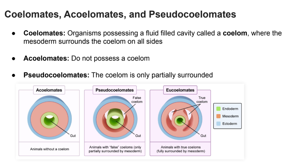 <p>Do not possess a <strong>coelom</strong></p>