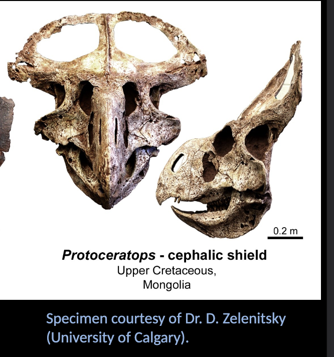 <p>Certopsida - Protoceratops </p><ul><li><p>Cephalic shield without HORNS </p></li><li><p>Upper CRETACEOUS </p></li><li><p>Mongolia </p></li></ul><p></p>