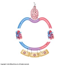 <p>Rapid or deep breathing that can lead to decreased carbon dioxide levels in the blood.</p>