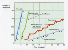 <p>A schedule where reinforcement is delivered after a fixed period of time regardless of the number of responses made.</p>