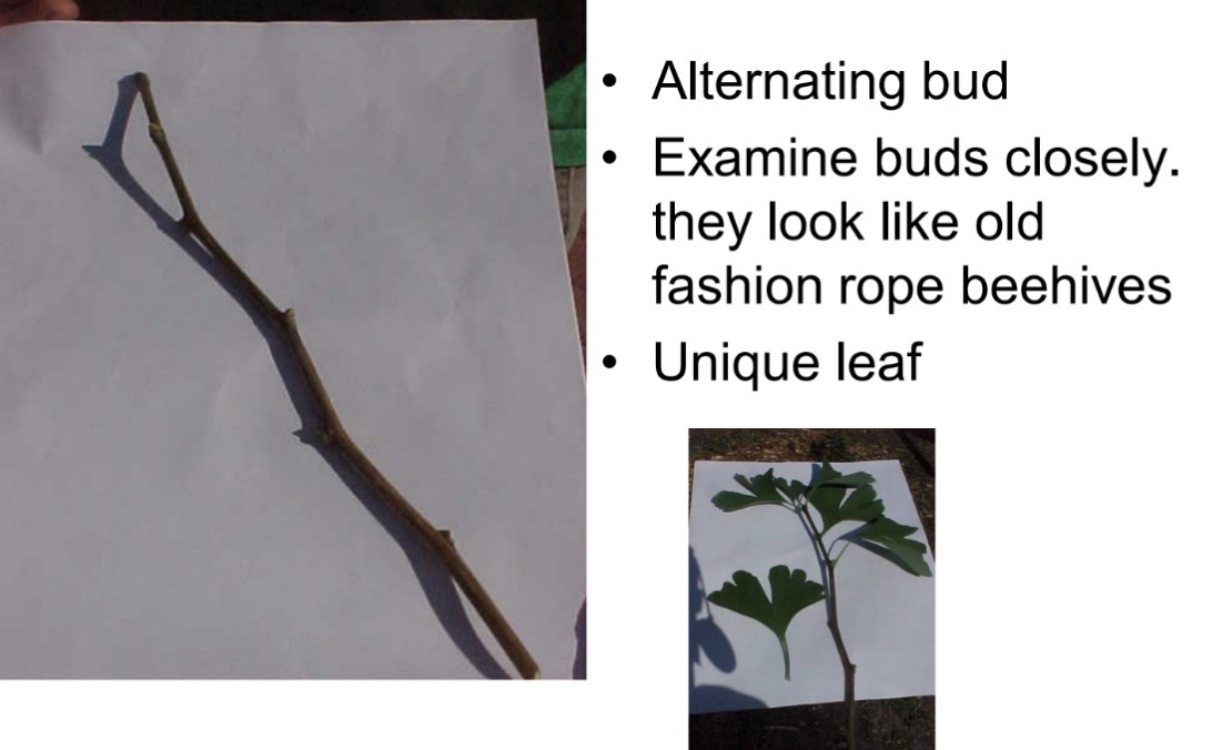 <p>What is this branch?</p>