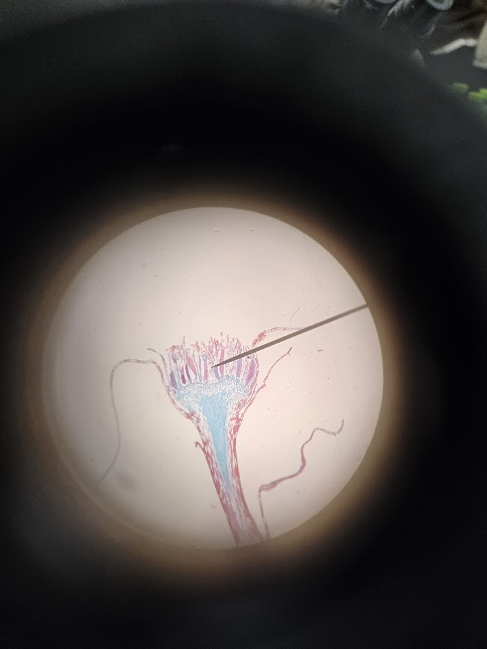 <ol><li><p>what is the phylum?</p></li><li><p>is this an archegonium or an antheridium?</p></li><li><p>what is the ploidy?</p></li></ol><p></p>