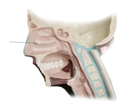 <p><span>Name the structure</span></p>