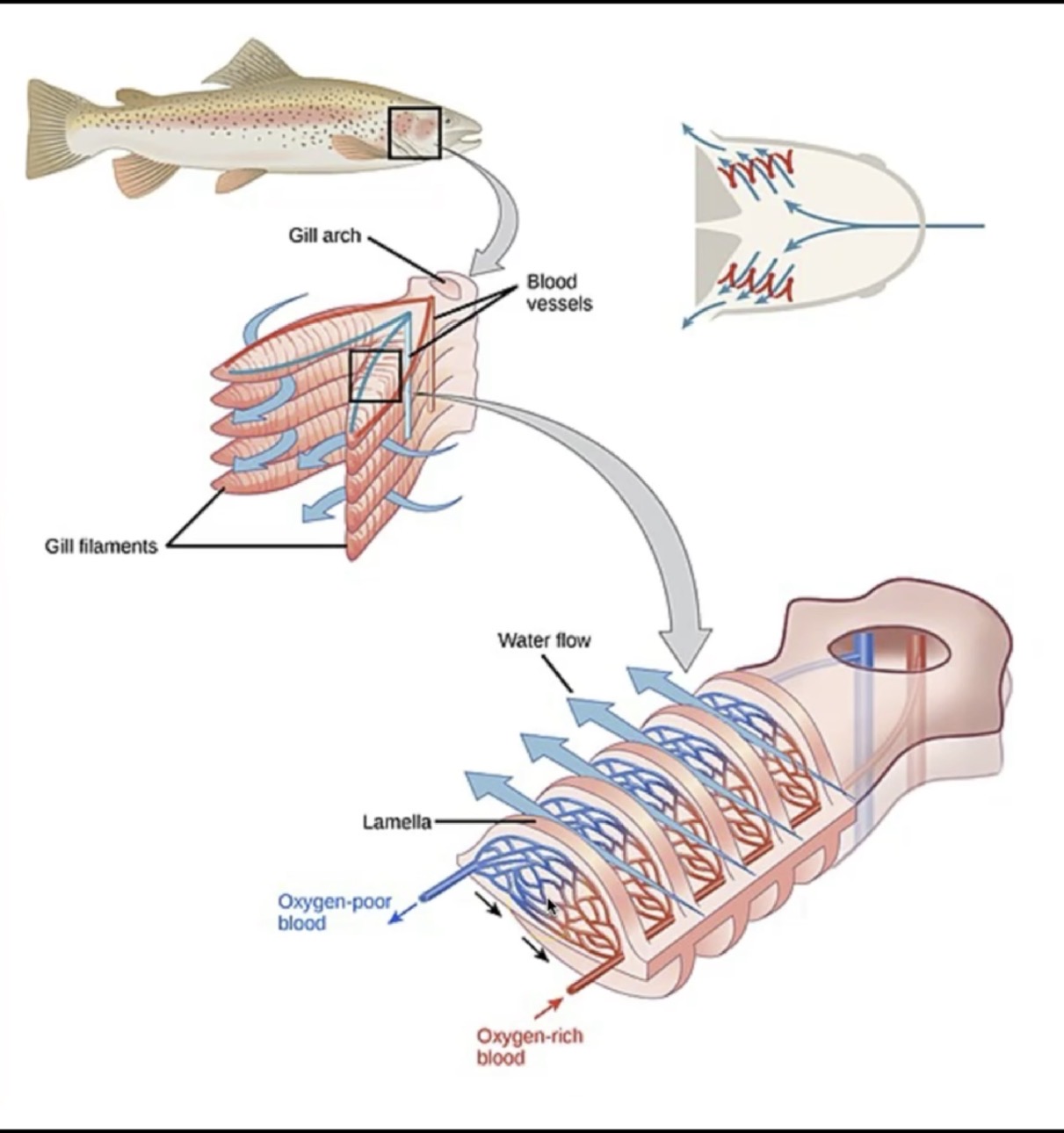 <ul><li><p>There are 4 layers of gills made up of stacks of gill filaments </p></li><li><p>Each gill filament is covered in gill lamellae, perpendicular to the filaments</p></li></ul><p></p>