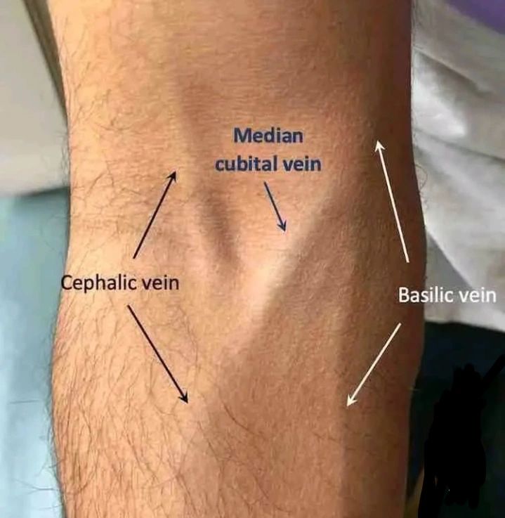 <p>Order of veins</p>