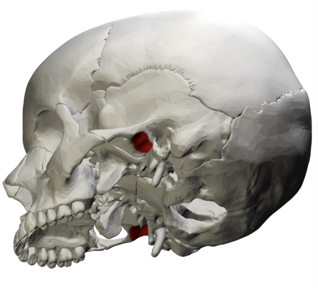 <p>a deep, oval shaped depression on the temporal bone of the skull that helps form the temporomandibular joint (TMJ)</p>