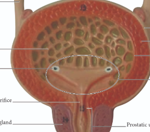 <p>label bank</p><p></p><p>rugae</p><p>mucosa urothelium</p><p>trigone</p><p>prostate gland</p><p>internal urethral orifice</p><p>ureter</p><p>ureter opening</p><p>capsule</p><p>detrusor muscle</p><p>prostatic urethra</p>