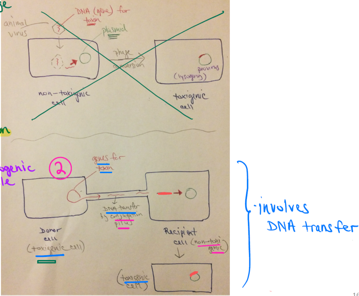 <ul><li><p>A donor cell (toxigenic) transfers genes for a toxin to a recipient cell (non-toxigenic) by a conjugation pilus.</p></li><li><p>The recipient cell becomes toxigenic.</p></li></ul><p></p>