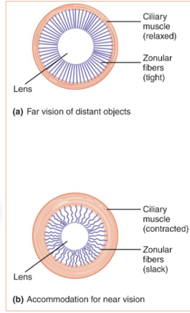 <ul><li><p>Fibers that connect the ciliary muscle to the lens </p></li><li><p>When tight the lens is flattened </p></li><li><p>When slackened the lens is rounder </p></li></ul><p></p>