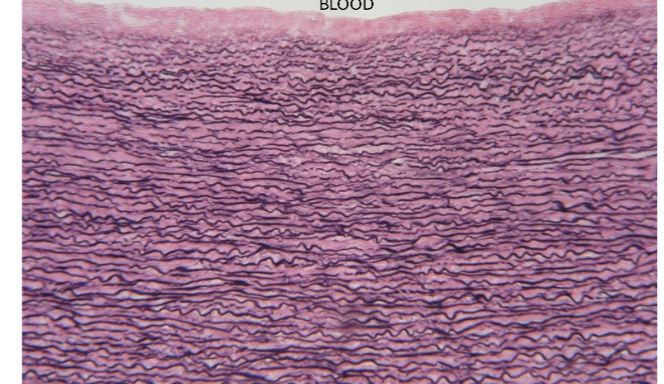 <p>identify the tissue type</p>