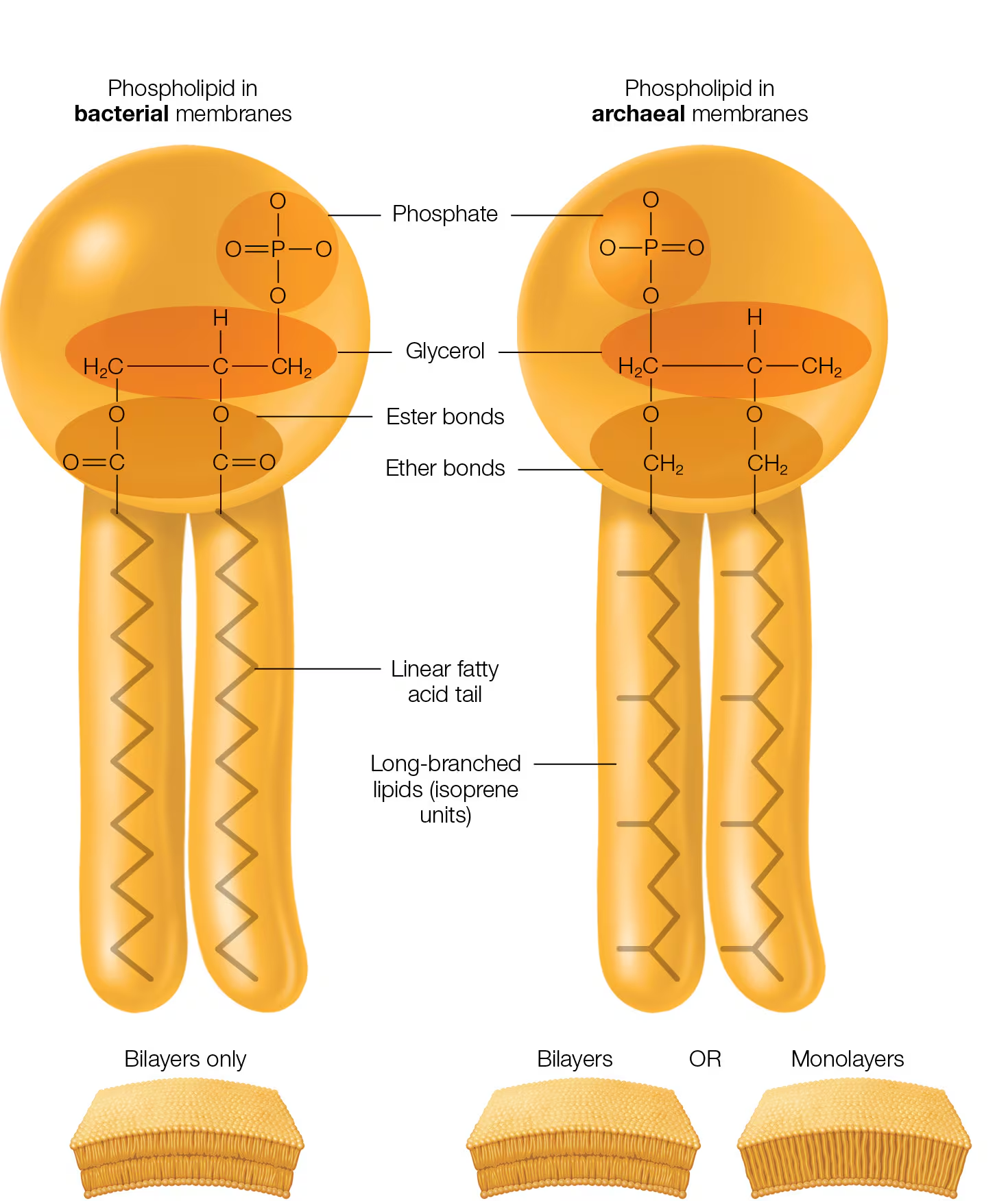 <p>Prokaryote:</p><ul><li><p>Ester bond → links<strong> linear </strong>fatty acids to glycerol</p></li><li><p>Lipid bilayer</p></li></ul><p>Archaic:</p><ul><li><p>Ester bond→ links <strong>LONG- BRANCHED fatty acids </strong>to glycerol</p></li><li><p>Lipid <strong>MONOLAYER (</strong>has unique lipids called<strong> tetraether)</strong></p></li></ul><p></p>