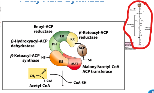 <p>What coordnates the fatty acid synthase (FAS) complex</p>