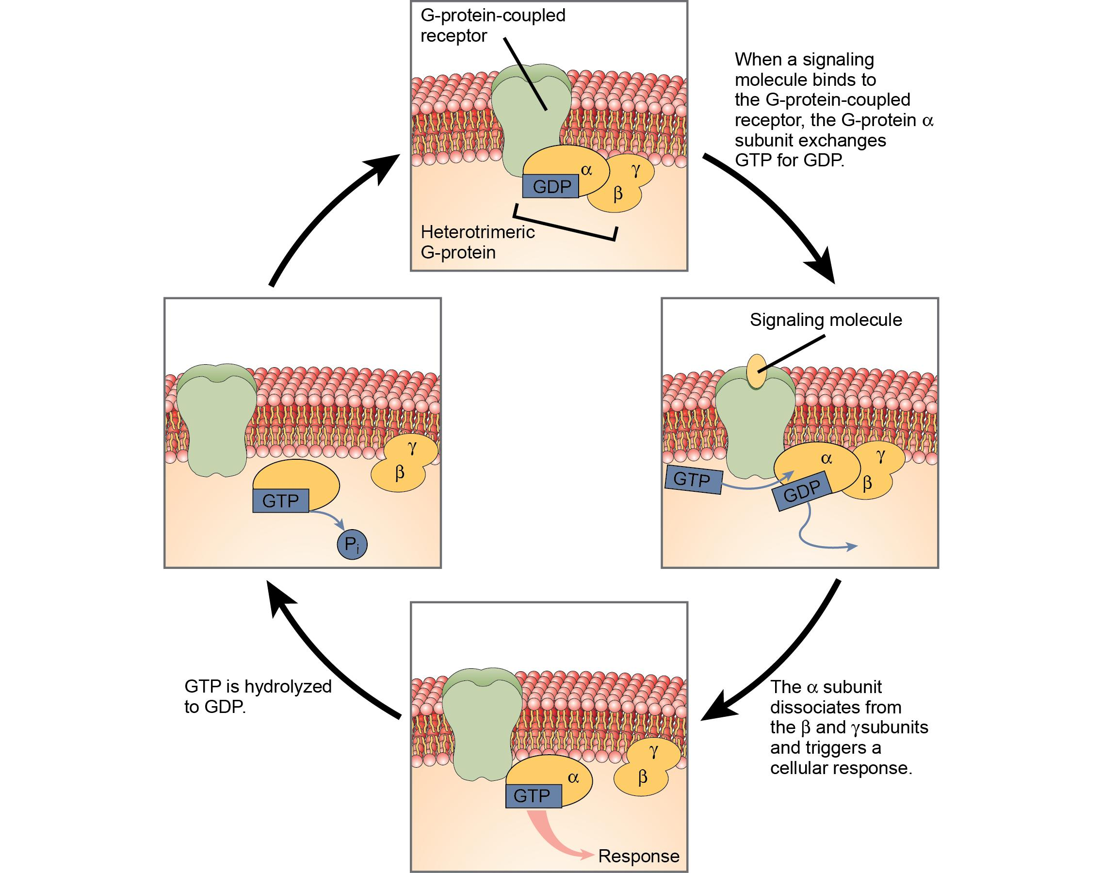 <p>Ligand binding activates a G protein. The Gα subunit exchanges GDP for GTP and separates functionally from Gβγ, allowing both to influence downstream targets. Gα eventually hydrolyzes GTP to GDP, helping turn off the signal.</p>
