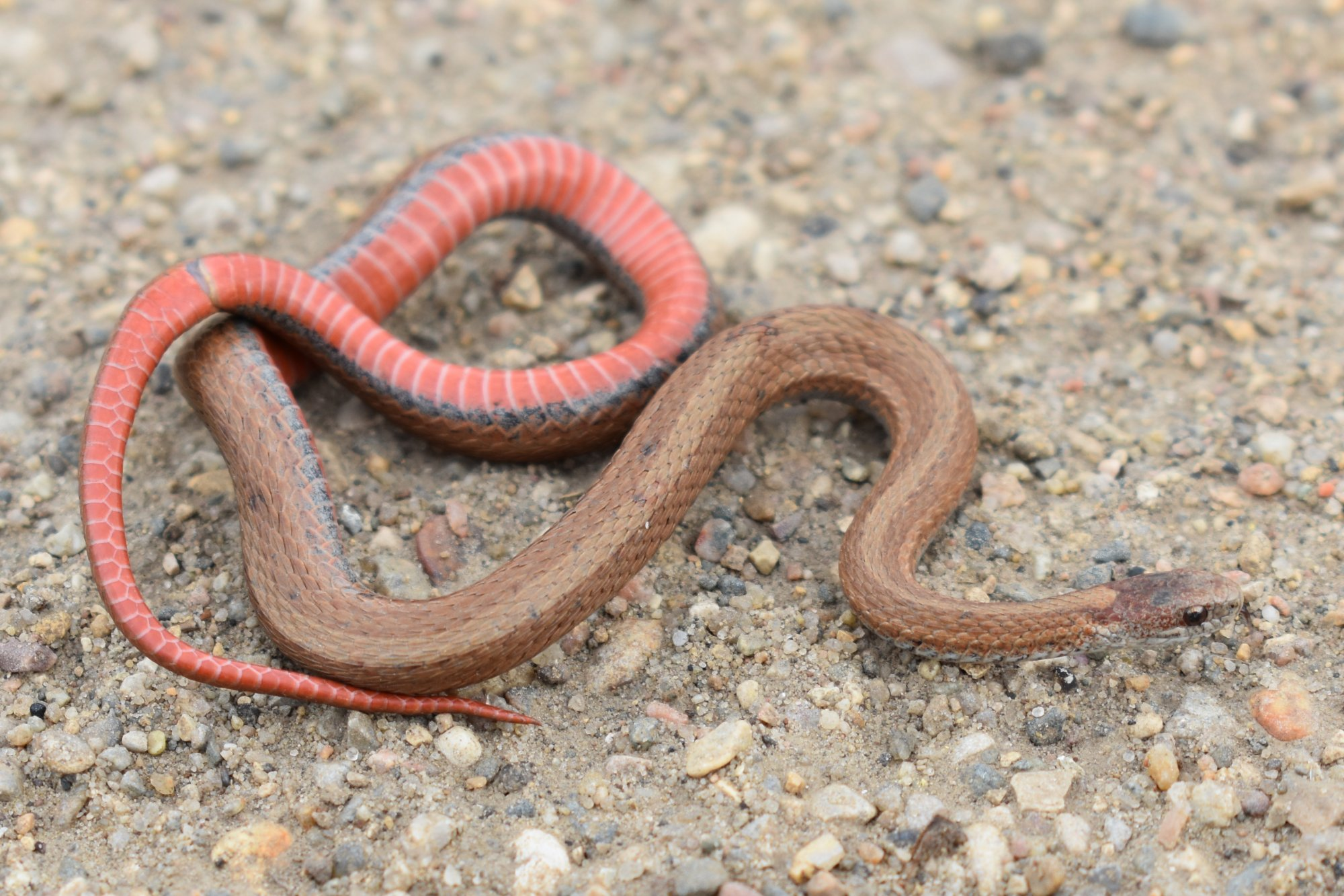 <p>Storeria occipitomaculata </p>
