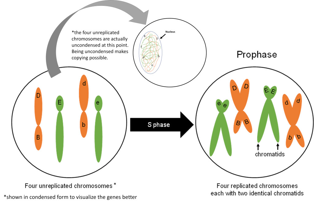 <ul><li><p>Chromosomes condense and become visible.</p></li><li><p>Each replicated chromosome consists of two sister chromatids.</p></li><li><p>The cell prepares to separate its chromosomes.</p></li></ul><p></p>