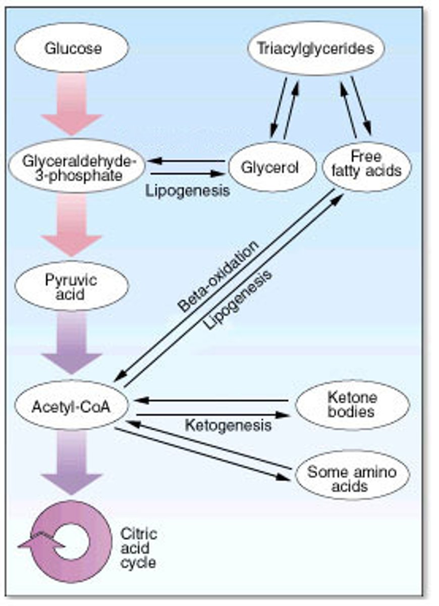 <p>Tri-glyceride broken down into Fatty Acid and glycerol.(glycerol is an alcohol)</p><p>Glycerol enter glycolysis in the middle.</p><p>Fatty Acid transported into mito matrix and converted to acetyl-CoA (Makes NADH for every 2C per Fatty Acid)</p>