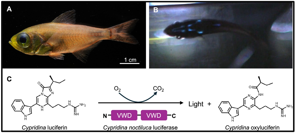 <ul><li><p>All autogenic bioluminescent verts use <strong>luciferin </strong>and <strong>luciferase </strong>to glow</p></li><li><p>This enzyme system releases photons when digested</p></li></ul><p></p>