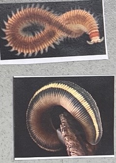 <p>Phylum Annelida </p>