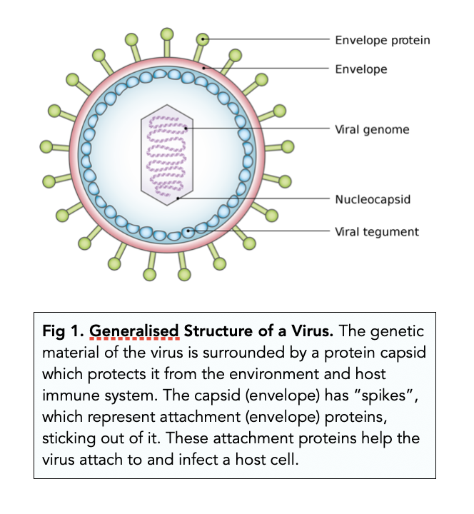 <ol><li><p><strong><em>non cellular</em></strong></p></li><li><p><strong><em>no</em></strong> plasma<strong><em> membrane, cytoplasm or ribosomes</em></strong></p></li><li><p>ONLY<strong><em> DNA or RNA</em></strong></p></li><li><p><strong><em>protein coat=capsid.</em></strong> </p><ol><li><p>it is a protective coat</p></li><li><p> may have 1 or 2</p></li></ol></li><li><p>many viruses <strong><em>also have a lipid envelope</em></strong></p></li><li><p>some proteins may be present</p></li></ol><p></p>