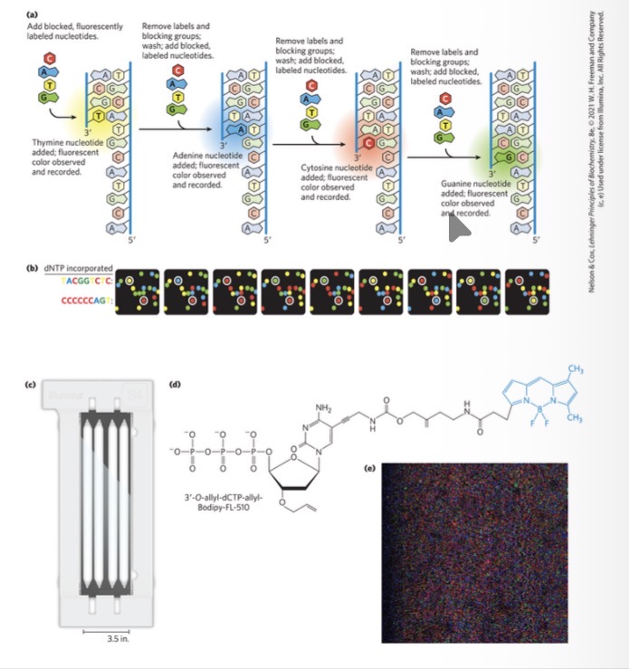 <p><span>developed by Illumina</span></p><p></p><p><span>uses four different modified deoxynucleotides (A, T, G, and C), each with a particular fluorescent label and a 3′ blocking group</span></p>
